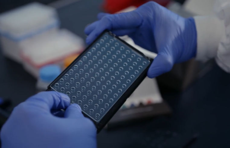 Researcher handling a microplate